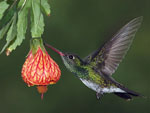 Lindo beija-flor que mora na casa da leitora Carmem Costa Mncia