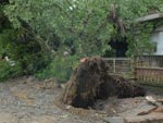 Vento e chuva forte derrubaram rvores em Joinville