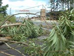 Vento forte derruba rvores na entrada da cidade de Ituporanga 