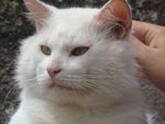 Este  o Napoleo. Um gato persa que apareceu na nossa casa assim que nos mudamos. Era um gato de rua, abandonado, que at hoje  o terror dos gatos da redondeza. No comeo era um pouco arisco, mas,  medida que fomos dando comida e demonstrando afeio, ele foi ficando, e hoje  mais um membro da nossa famlia
