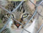 A polmica sobre os gatos abandonados no Parque da Redeno, na Capital, ganhou repercusso internacional