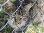 Na mensagem eletrnica enviada da Frana, a fundao comunica ao Movimento Gatos da Redeno que enviou um e-mail para o prefeito Jos Fogaa e para a administrao do parque, na esperana de que o assunto seja solucionado