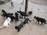 Funcionando desde 2001, o local abriga 15 filhotes de gatos, atualmente. O espao conta com duas gaiolas, onde cabem 20 animais em cada