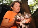 Em busca de apoio para evitar que a prefeitura retire o espao no parque dedicado a cuidar dos animais recolhidos na rea, o movimento defensor dos felinos recebeu o apoio da Fundao Brigitte Bardot — uma das mais conceituadas mundialmente em defesa dos animais — para resolver o problema