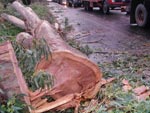 Ventos de at 150 km/h arrancaram rvores e interromperam o trnsito de veculos na rodovia BR-101