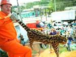 Quando o soldado ngelo Bilha apareceu com ele nas mos, foi alvo de mais cliques e de muita curiosidade. O animal deve ser encaminhado ao Instituto Brasileiro de Meio Ambiente e dos Recursos Naturais Renovveis (Ibama), que ficar encarregado de devolv-lo ao seu ambiente natural