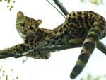 Ameaado de extino, o gato-maracaj – tambm conhecido como minijaguatirica – apareceu em plena Avenida Bento Gonalves, uma das vias mais movimentadas da Capital