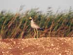 Belezas naturais de Senegal