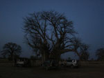 Expedio frica: baobas, em Mali