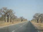 Expedio frica: baobas, em Mali
