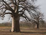 Expedio frica: baobas, em Mali