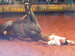 Los Hermanos Cimarron cai sobre o ginete Zeca Macedo e assusta o pblico que conferia a prova    