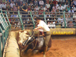 Ginete Zeca Macedo cai durante a prova da Mangueira, ao montar Los Hermanos Cimarron    