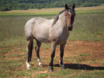 Franciele de Oliveira enviou uma foto de seu cavalo