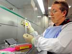 Austrlia - Pesquisadora verifica amostra do vrus da gripe suna no Hospital de Brisbane