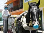 Mxico - Lixeiro mexicano colocou mscara em seu cavalo como forma de proteo contra a gripe suna