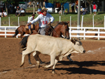 Este  Joo Quinhones laando no seu cavalo crioulo Maroto de Santa Leocadia, na cidade de Caapava do Sul 