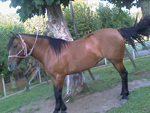 gua Bailanta da Sessenta e Seis   