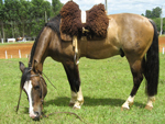 Uma homenagem a Trovador da Matta, cavalo que deixou saudades! Legenda do Lao em Gravata