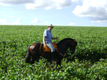 Douglas Camargo Teruel verifica uma plantao de soja com o cavalo crioulo Raio
