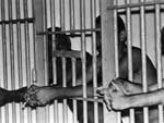 ltimos prisioneiros deixaram a ilha em 1983
