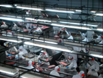 Brasil  destaque no cumprimento de normas de higiene e sanidade na produo de carne suna - Frigorfico Aurora, Chapec (SC)