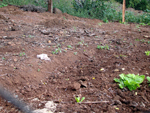 Agricultor aguarda chuva para plantar horta. Por enquanto, a terra est seca no interior de Chapec (SC) 