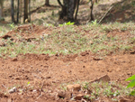 Pasto seco prejudica produo de leite no interior de Chapec (SC)