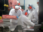 Brasil  destaque no cumprimento de normas de higiene e sanidade na produo de carne suna - Frigorfico Aurora, Chapec (SC)