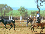 Minha gua Baia Alvorado do Centenrio, de oito anos. Esta foto foi tirada por Tonia Kunz Souza, quando participei do XXX Rodeio de Coronel Bicaco