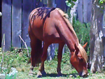 Adriano Aquino enviou uma foto de sua gua crioula, animal de montaria, lazer, trabalho e esporte. Esse  o cavalo crioulo que encanta quem cria e quem s o admira``
