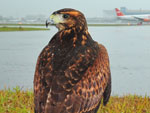 As aves de rapina caaro principalmente quero-queros, garas e maaricos que levam perigo a avies que pousam ou decolam, pois chocam-se contra os aparelhos