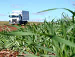 Gravando nas lavouras de trigo recm plantadas em Cascavel (PR)