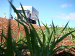 Gravando nas lavouras de trigo recm plantadas em Cascavel (PR)