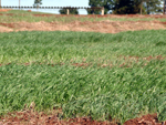 Lavoura experimental de trigo na Coodetec, em Cascavel (PR)