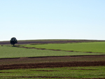 Lavoura experimental de trigo na Coodetec, em Cascavel (PR)