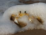 Temporada farta da tainha  a grande expectativa da pesca artesanal na Interpraias, em Balnerio Cambori