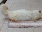 Gato rolando no CatNip, planta considerada erva medicinal e aromtica, que pode ser traduzida como a Erva do Gato. Essa erva possui um ingrediente ativo chamado Neptalactone que atrai a maioria dos felinos
