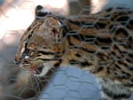 Gato do Mato, raro de ser visto pois est em extino