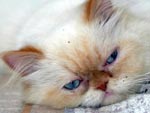 Persa Himalaio. Os gatos possuem hbitos noturnos.