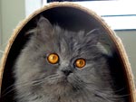 Geleca  um gato persa de 3 anos que adora brincar