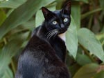 Segundo estudos cientficos, homens e gatos possuem a mesma regio do crebro responsvel pelas emoes