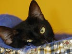 Os gatos adoram lugares altos e aquecidos