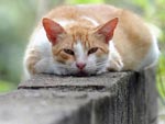 Gato atento sobre o muro