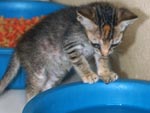 Gatos adoram gua