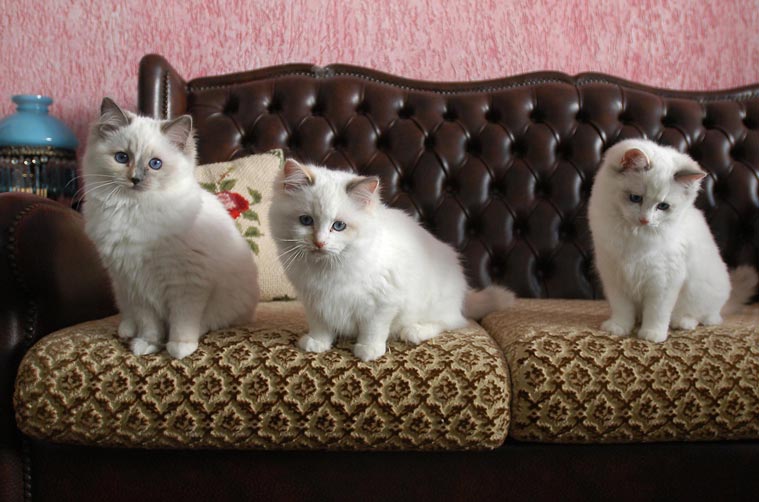 Filhotes da raa Ragdoll