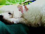 Meu cachorrinho lindo, fofo, de fraldinha no meu colo! Poodle que se chama Duque, um amor de cachorriiiiiiiinho