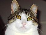 Nosso gato Tom que foi adotado quando voltvamos de um passeio em Bom Retiro. Quando paramos num posto para abastecer nao resistimos ao olhar de gato sem dono