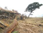 Apesar de tudo, a cidade tem o maior ndice de florestas nativas do Estado, com 75,3 mil hectares de verde