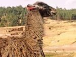 Uma lhama em Saqsaywaman, Cuzco. O animal, da famlia dos camelos, foi domesticada pelos incas para a utilizao no transporte de carga, produo de l, carne e couro. 